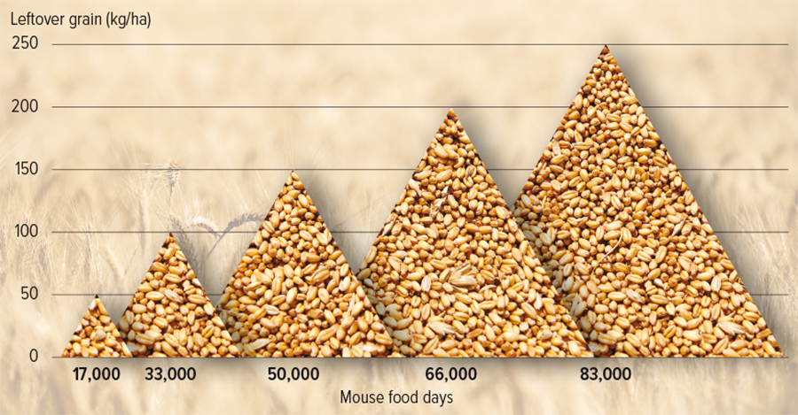 🐁🐁 WA growers: prioritise minimising grain on the ground after harvest to help reduce the potential for a #mouse outbreak ahead of sowing in 2023 @MouseAlert @CSIRO. Read more: bit.ly/3sKlcOj