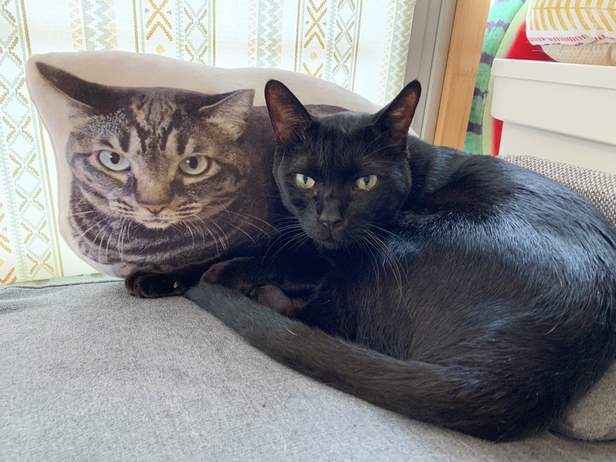 保護猫カフェ カーロ 兵庫にある猫カフェ 子猫のへや