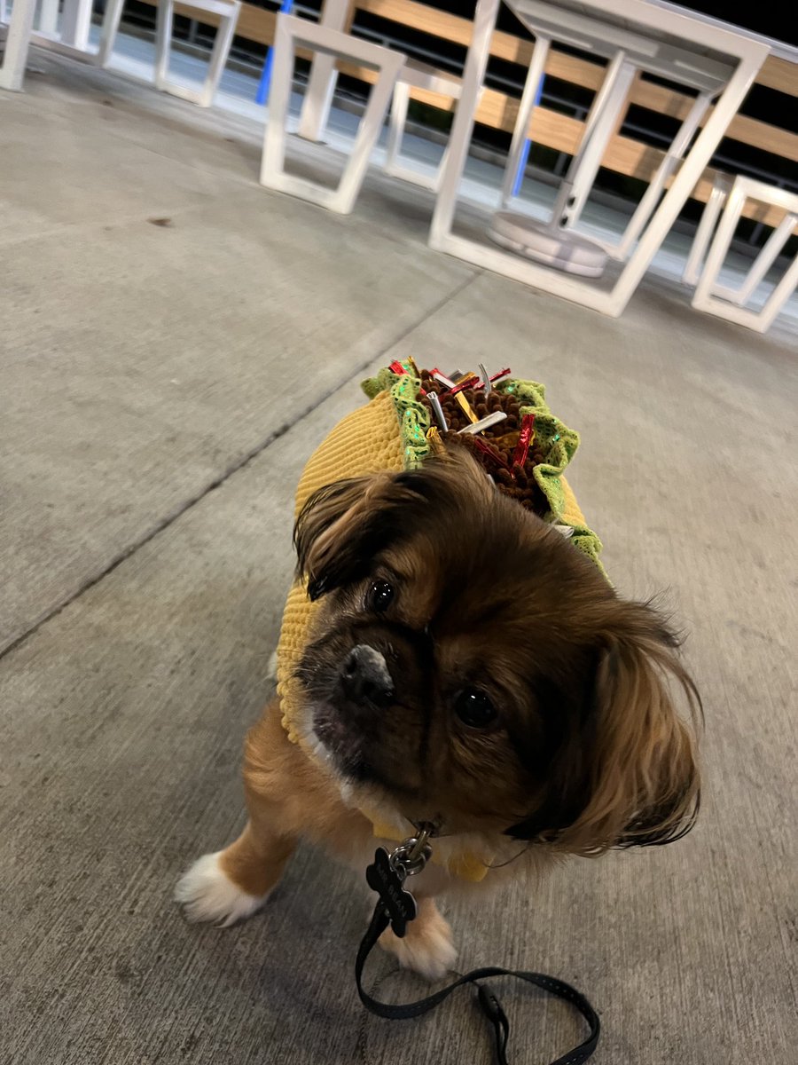05JMan's tweet photo. wag cups. with my friends. was unsure about halloween but am now sure. that I love it. @dog_feelings https://t.co/AW1o17lnLw