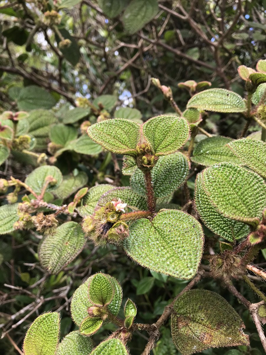 Lucas C. Majure (@gloquidias) on Twitter photo We have an opening for a postdoc position starting Feb. 2023 in the Majure Lab <a href="/FloridaMuseum/">Florida Museum</a> and @FLAS_herb for our NSF-funded project on Melastomataceae with <a href="/pedoconnective/">Fabián A. Michelangeli</a> and <a href="/ncellinese/">Nico Cellinese 🌺🧬🔬💻📈</a>. We are now accepting applications. Feel free to DM or email me with questions!! We have an opening for a postdoc position starting Feb. 2023 in the Majure Lab <a href="/FloridaMuseum/">Florida Museum</a> and @FLAS_herb for our NSF-funded project on Melastomataceae with <a href="/pedoconnective/">Fabián A. Michelangeli</a> and <a href="/ncellinese/">Nico Cellinese 🌺🧬🔬💻📈</a>. We are now accepting applications. Feel free to DM or email me with questions!!