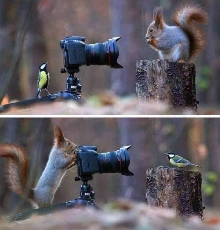 RincnCuriosoo's tweet image. La foto del día 📷 🐿🦜❤️