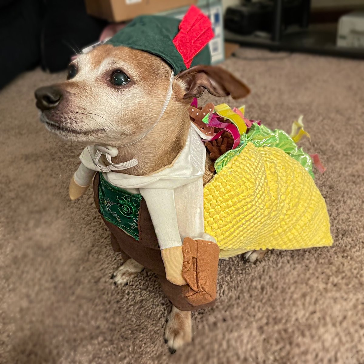 BentleyChiweeni's tweet photo. @steelrfn10 @PAVGOD Mostly chihuahua with little bit dachshund mixed in—a German taco! 🇩🇪 🌮🐾 https://t.co/D8VN4x5u6D
