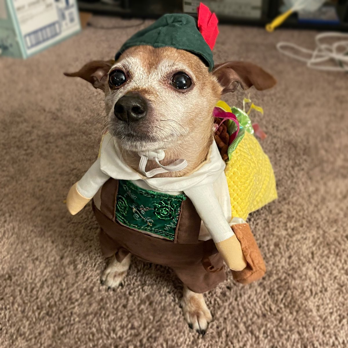 BentleyChiweeni's tweet photo. @steelrfn10 @PAVGOD Mostly chihuahua with little bit dachshund mixed in—a German taco! 🇩🇪 🌮🐾 https://t.co/D8VN4x5u6D