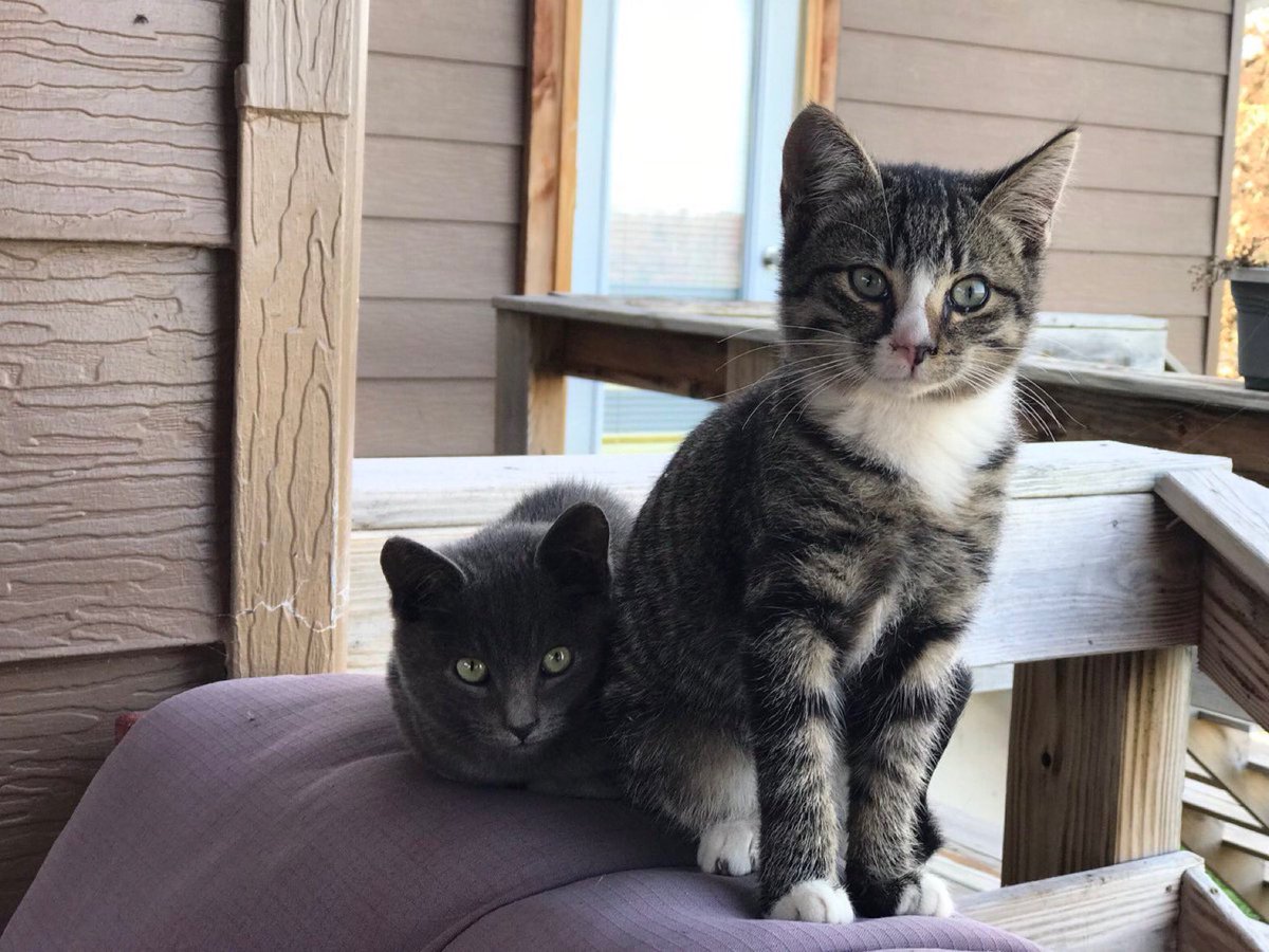Becool088's tweet photo. @rottenroxygirl Wow they are adoreable❤️ have they met basement Kitty yet🤔 Family is growing😉 Gotta say hello to #Roxy & #BasementKitty👋🐾🐈⬛🐾👋 & I didn’t forget #LittleMan👋🐾🐾👋 Nice family❤️🥰😘❤️ Happy Halloween🧡🎃🧡 Love you all ❤️❤️❤️❤️ https://t.co/kjgO92NAjn