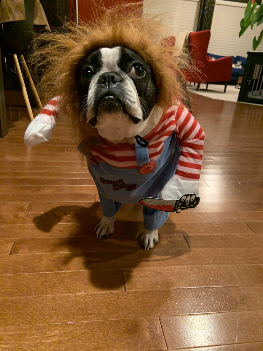 RhiHoyleYEG's tweet photo. Happy Halloween everyone! This year, we got our pup Willow a costume so she could join in on the fun 🐾🎃

#yeg #Halloween2022 https://t.co/mtaWl9mhdU