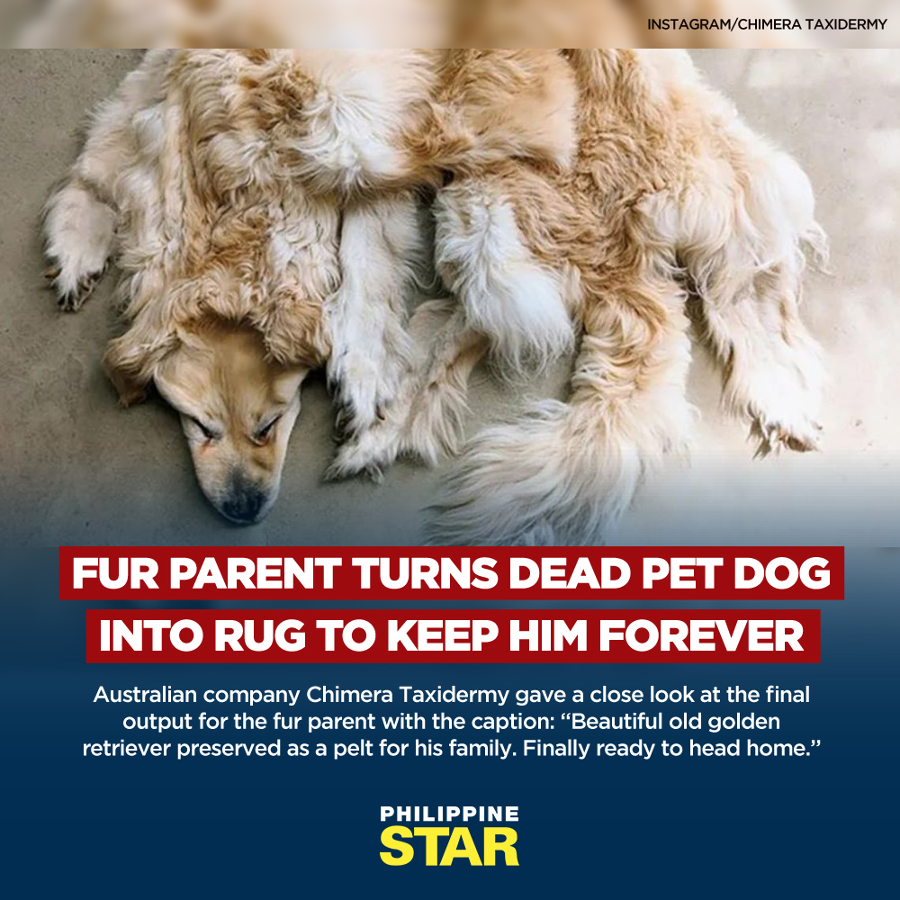 The Philippine Star on Twitter "A fur parent decided to turn their