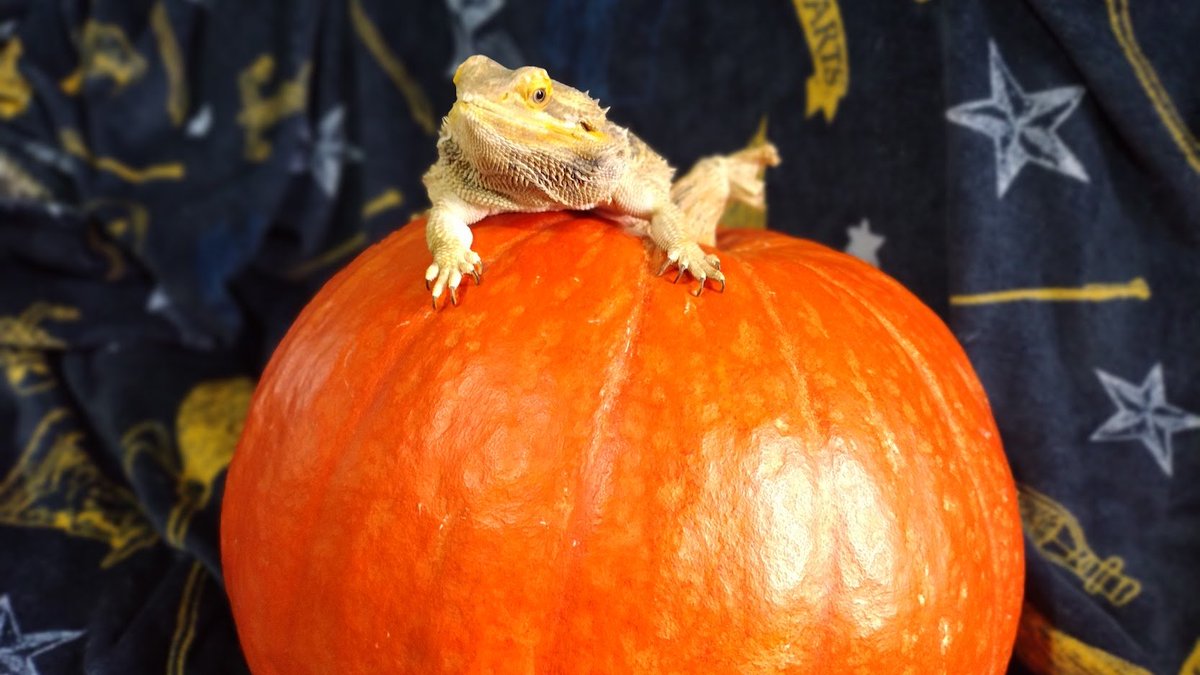 MissyTheDragon's tweet photo. PUMPKIN DAY!  🎃🐊 https://t.co/9fr0BhulBc
