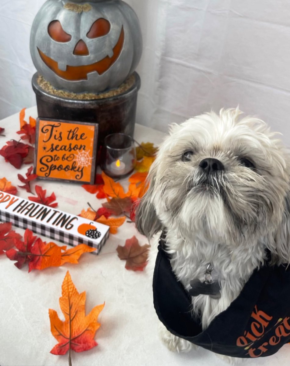 Happy Halloween! 🎃👻🎃