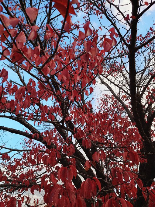 お散歩行ったら紅葉が綺麗だった 