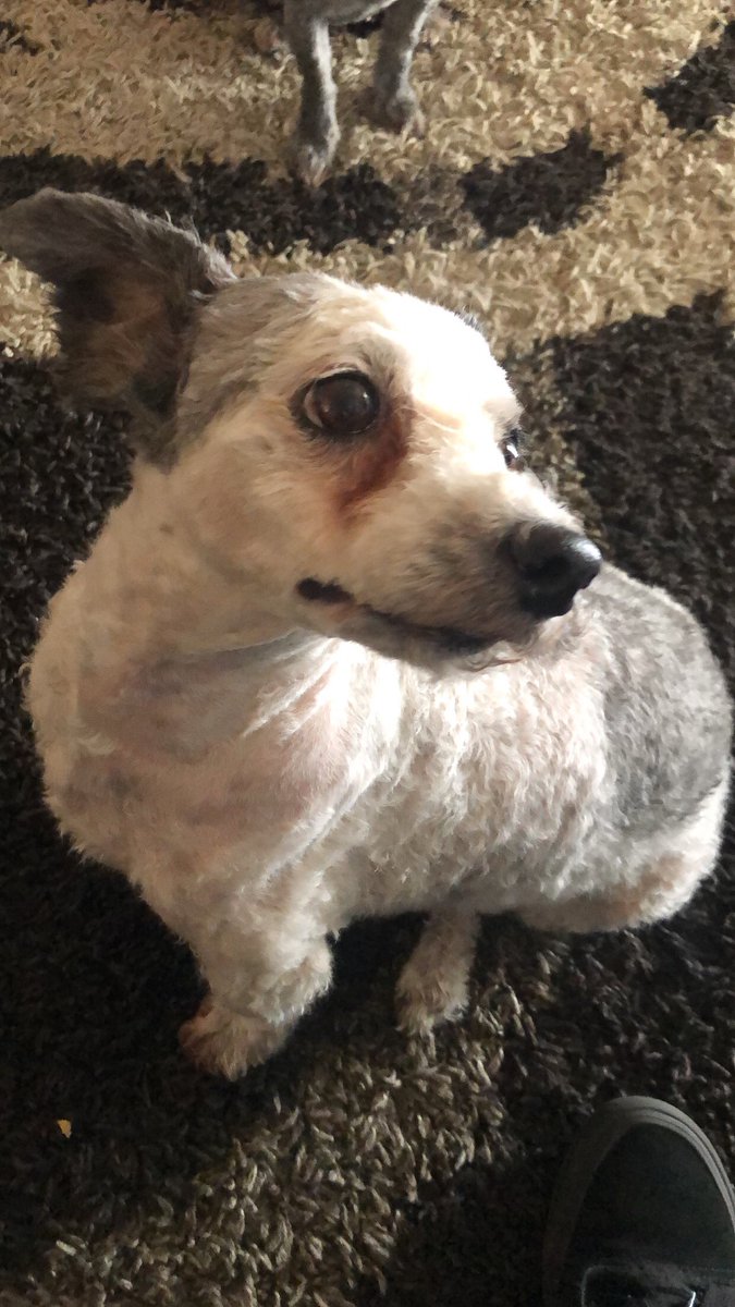 Ali Angeles tweet media