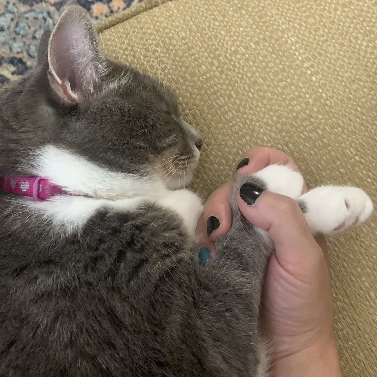 SnorlaxPokekid's tweet photo. I love the #PokeCat so so much. https://t.co/58TDU6b6p7