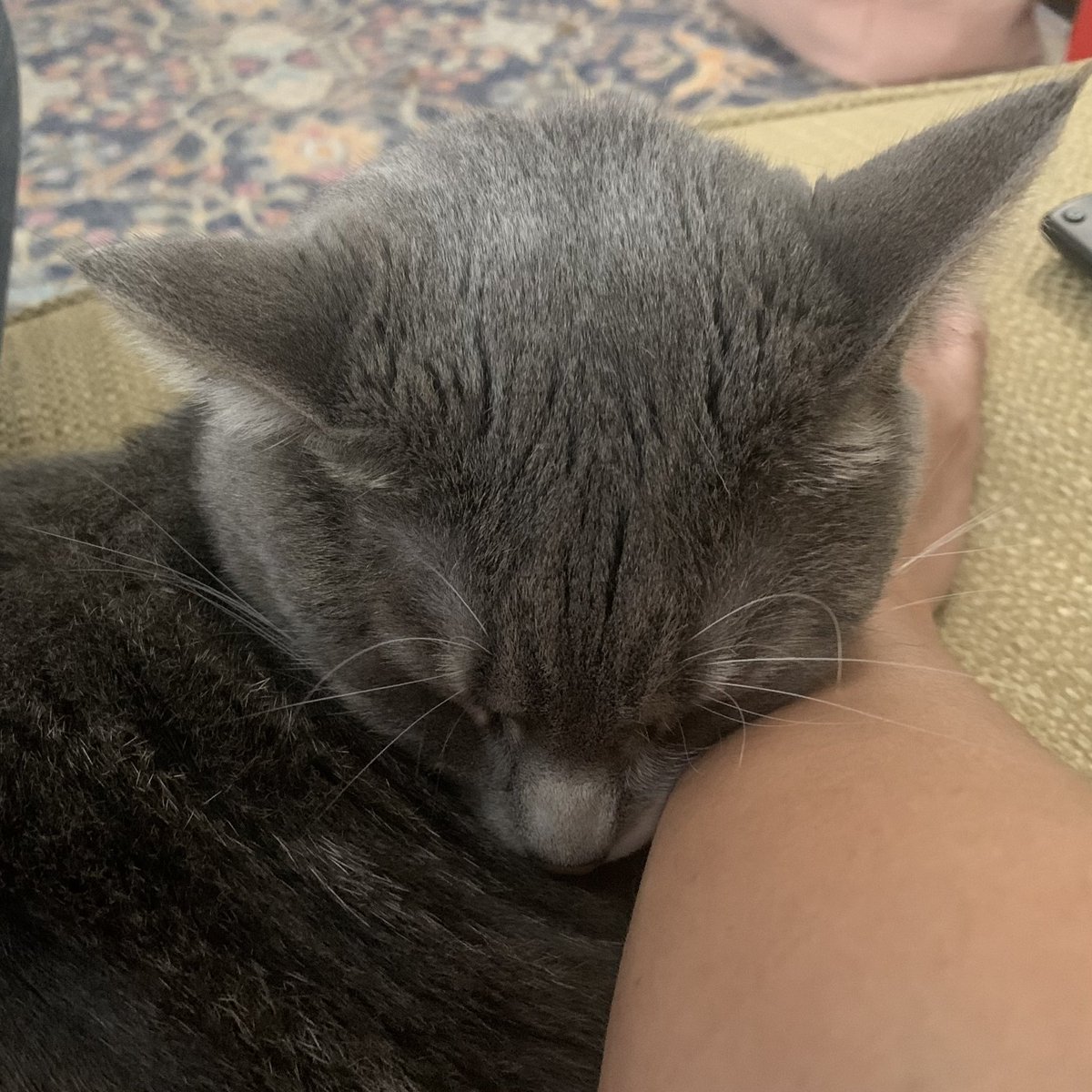 SnorlaxPokekid's tweet photo. I love the #PokeCat so so much. https://t.co/58TDU6b6p7