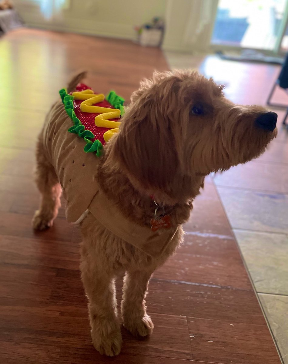 Stella, our Hot Dog. 🌭
#happyhalloween2022
