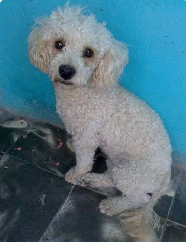 🙏COMPARTO🙏

Está perrita franchute rojita se escapo de su casa en La Col.El Refugio y la estan buscando, ella response al nombre de : "Chiquita"trae 1 collar fiusha o morado, podría ayudar con al $$ ojalá y me puedan  a ayudar a encontrarla 
8116651261 Janeth