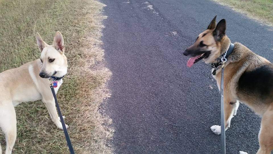 GaryACarlo's tweet photo. Sig & Colt bonded from the day they met and welcomed Bandit to the fold immediately. Sig left a wonderful legacy with his steady, confident leadership. He may be gone but his spirit remains. We all miss you #GSD_Sig #RIP #MissYou #BestDogEver #BMC_Colt #CCS_Bandit #TexasPups https://t.co/cRl73TotGz