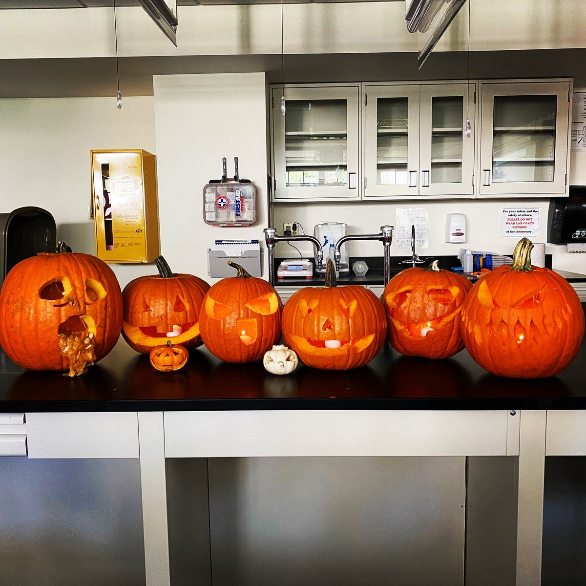 CUHForensics's tweet image. Week 11 Lab: Detailed precision extraction of endogenous components from Cucurbita pepo followed by intricate dissection of protective shell layer. 
•••••
Happy Halloween from all of us here in Forensic Sciences!