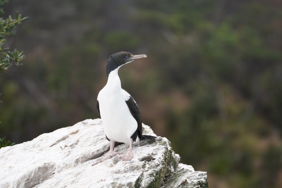 King Shag seen on the way to Motutapu Island with e-ko adventures.