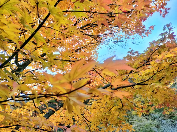 紅葉の、緑から黄色、黄色から橙、橙から赤へと変わっていく全ての色に染まるグラデーションのこの時期が一番好き…なのに昨日某ハチさんが描いてたゲーミングピー(規制)が思い出されるのはどうしたものなんだろう…どうして、どうして… 