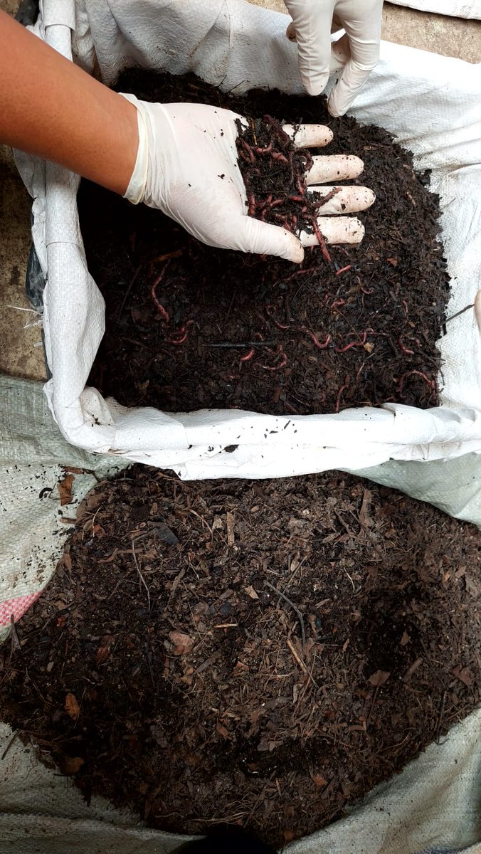 SNVIndonesia's tweet image. Proper processing can turn faecal sludge into something valuable while reducing #methaneemission. Together w/ the #faecalsludgetreatmentplant operator in Metro, we use #vermicomposting to convert #faecalsludge into organic compost &amp;amp; contributes to #climatechangeadaptation efforts
