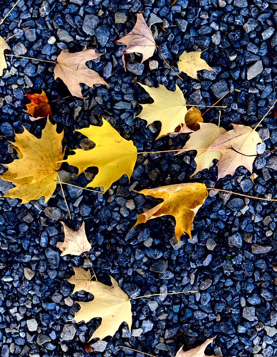 TanukiCan's tweet photo. #photooftheday #nature #naturephotography #fall #maple https://t.co/4MlWSV8CJM