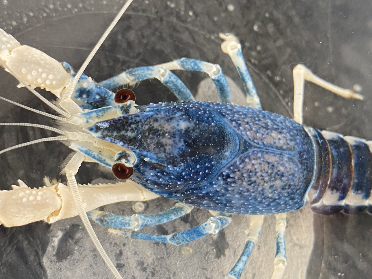 KomsunMumdang's tweet photo. i love crayfish https://t.co/uZGuyW6ndV