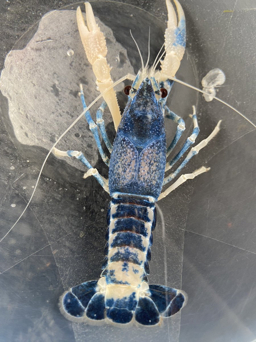 KomsunMumdang's tweet photo. i love crayfish https://t.co/uZGuyW6ndV
