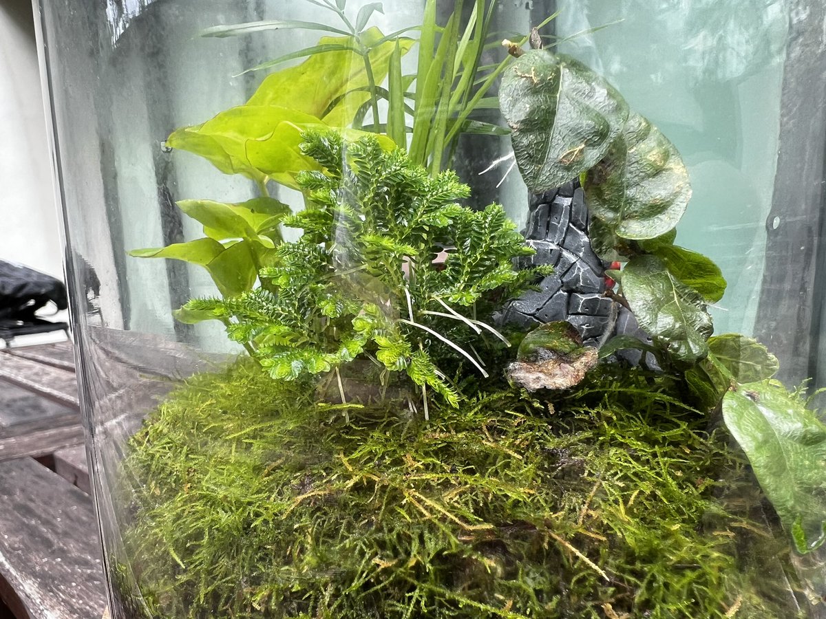 AdamMof's tweet photo. Thanks @Bethesda_ANZ @TESOnline for a completely unexpected, genuinely beautiful terrarium, reflecting the environment of Galen in #ESO’s Firesong, which launches today. I’ve got a spray bottle to take care of the plants, and I’ll get some liquid magma to top up the volcano. https://t.co/ppS76vzmF5