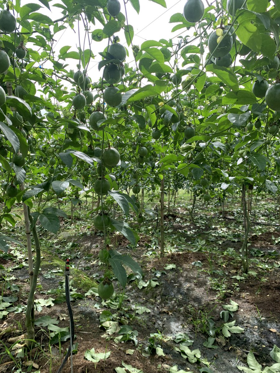 NTHuyPhong's tweet photo. Ready for European market. #passionfruit https://t.co/w53kIrETKD