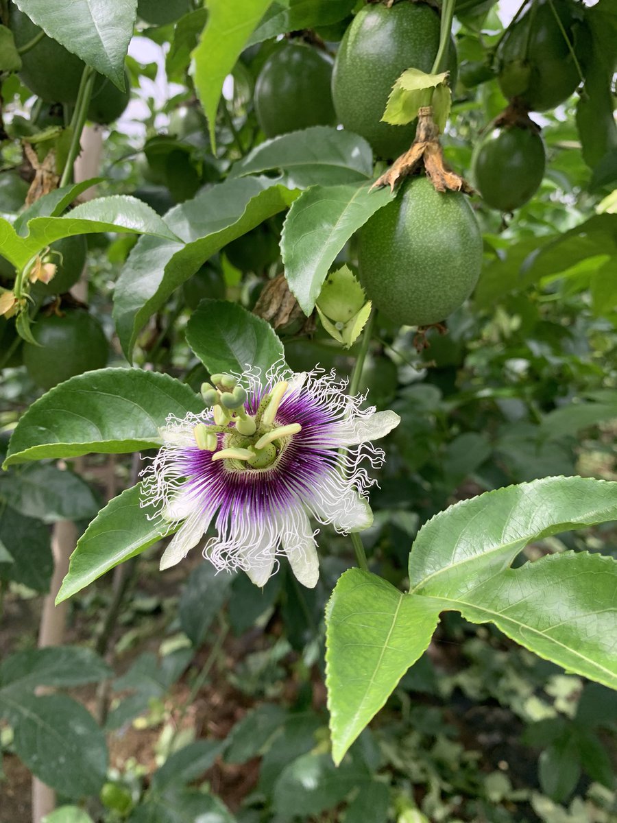NTHuyPhong's tweet photo. Ready for European market. #passionfruit https://t.co/w53kIrETKD