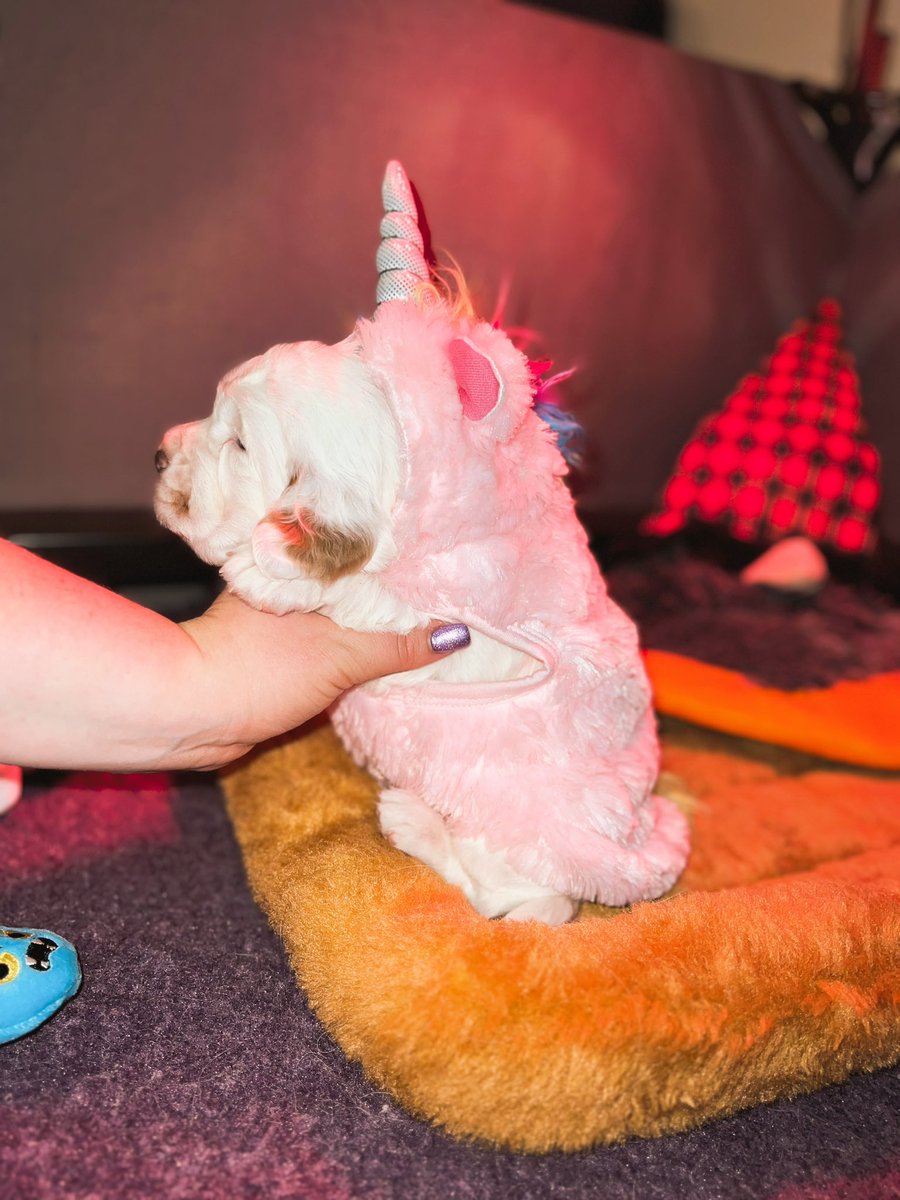 rainswayclumber's tweet photo. β¦we party hard here π»ππ¦πͺ±π€
#HappyHowloween #dogsoftwitter #clumberspaniel #spaniels #puppies #HaloweenDogs https://t.co/PKTaaHHqgd
