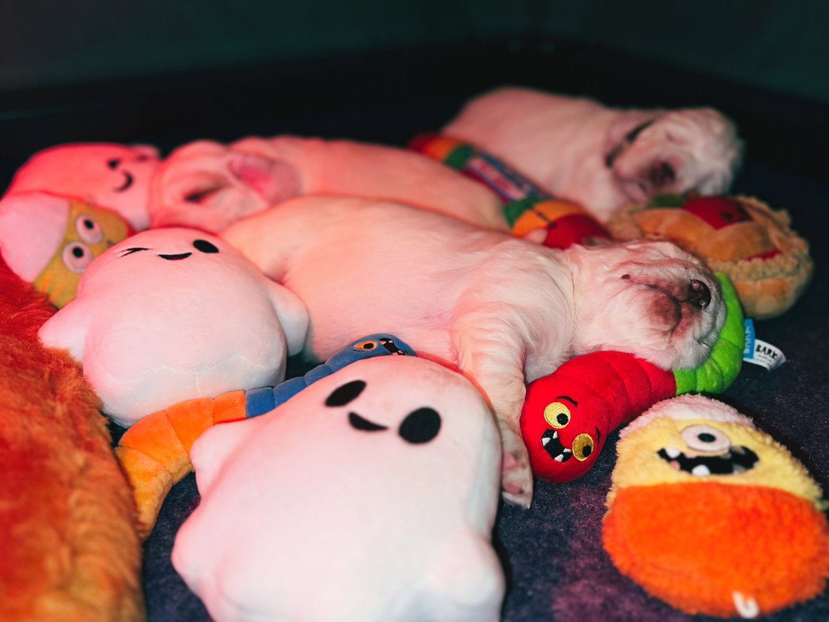 rainswayclumber's tweet photo. β¦we party hard here π»ππ¦πͺ±π€
#HappyHowloween #dogsoftwitter #clumberspaniel #spaniels #puppies #HaloweenDogs https://t.co/PKTaaHHqgd