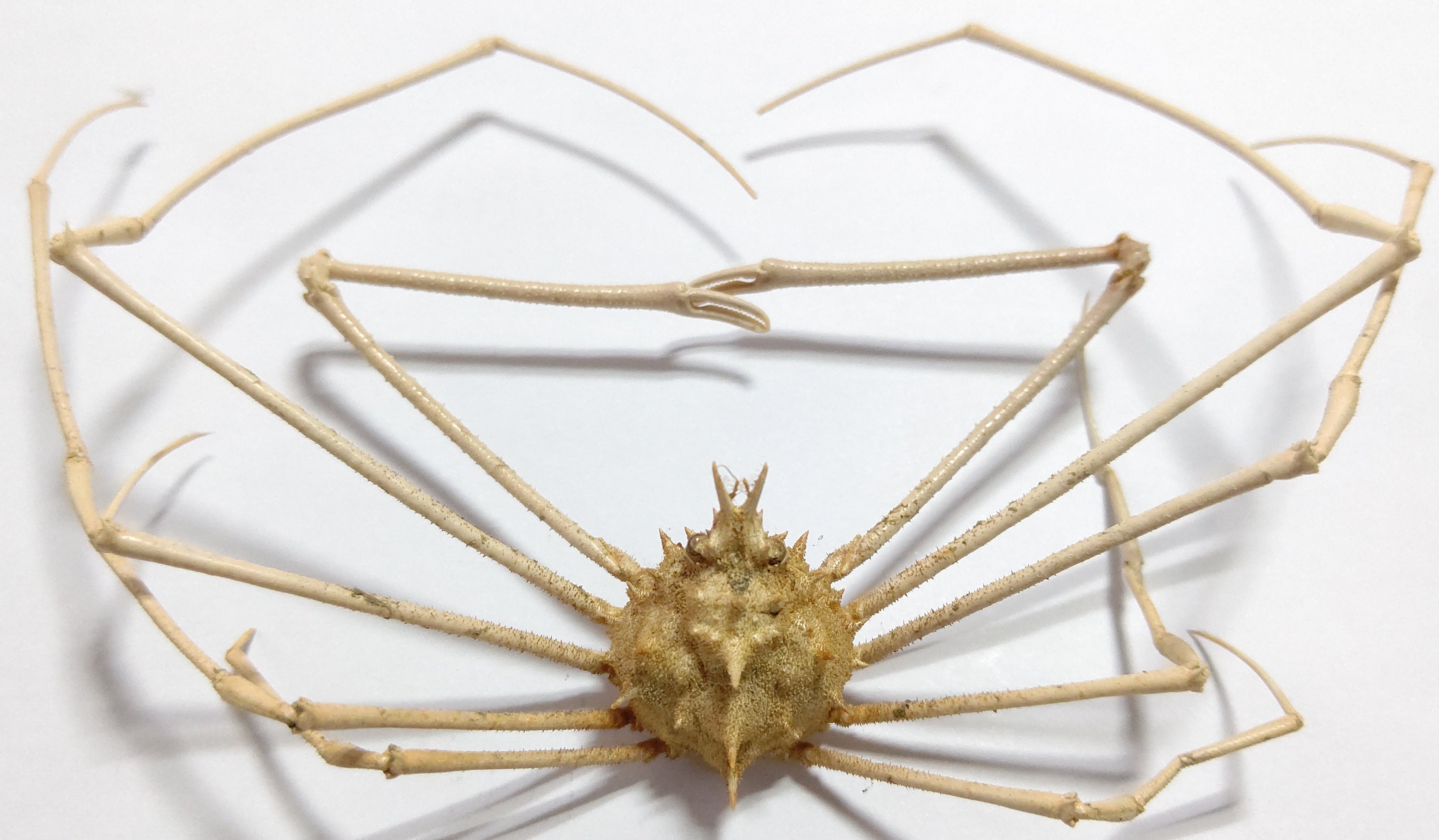 Turbjoke Museum (@turbjoke) / X