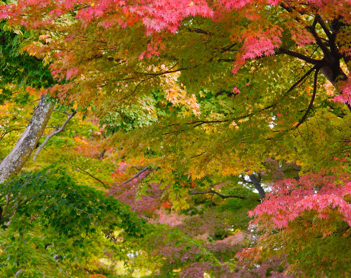 「用事のついでに岩手公園の紅葉を散策。まだなのか終わりなのかよくわからない、まばら」|KAZE／高橋賢治のイラスト
