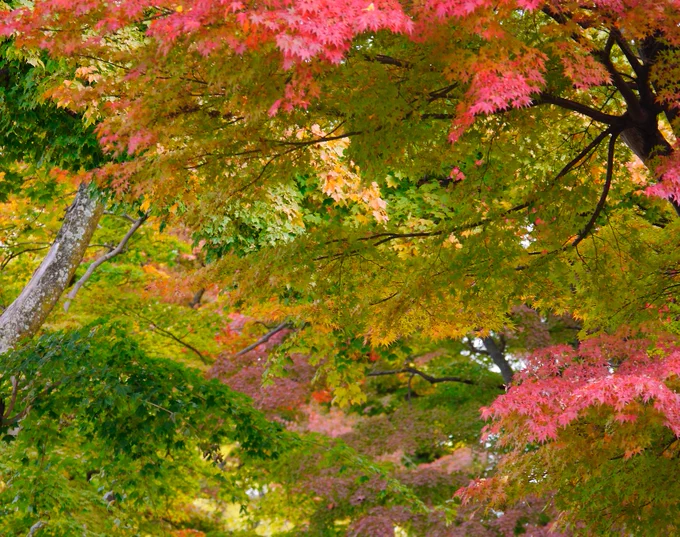 用事のついでに岩手公園の紅葉を散策。まだなのか終わりなのかよくわからない、まばらな紅葉もそれはそれで奇麗。 