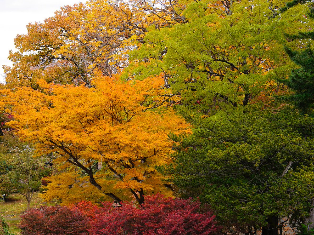「用事のついでに岩手公園の紅葉を散策。まだなのか終わりなのかよくわからない、まばら」|KAZE／高橋賢治のイラスト