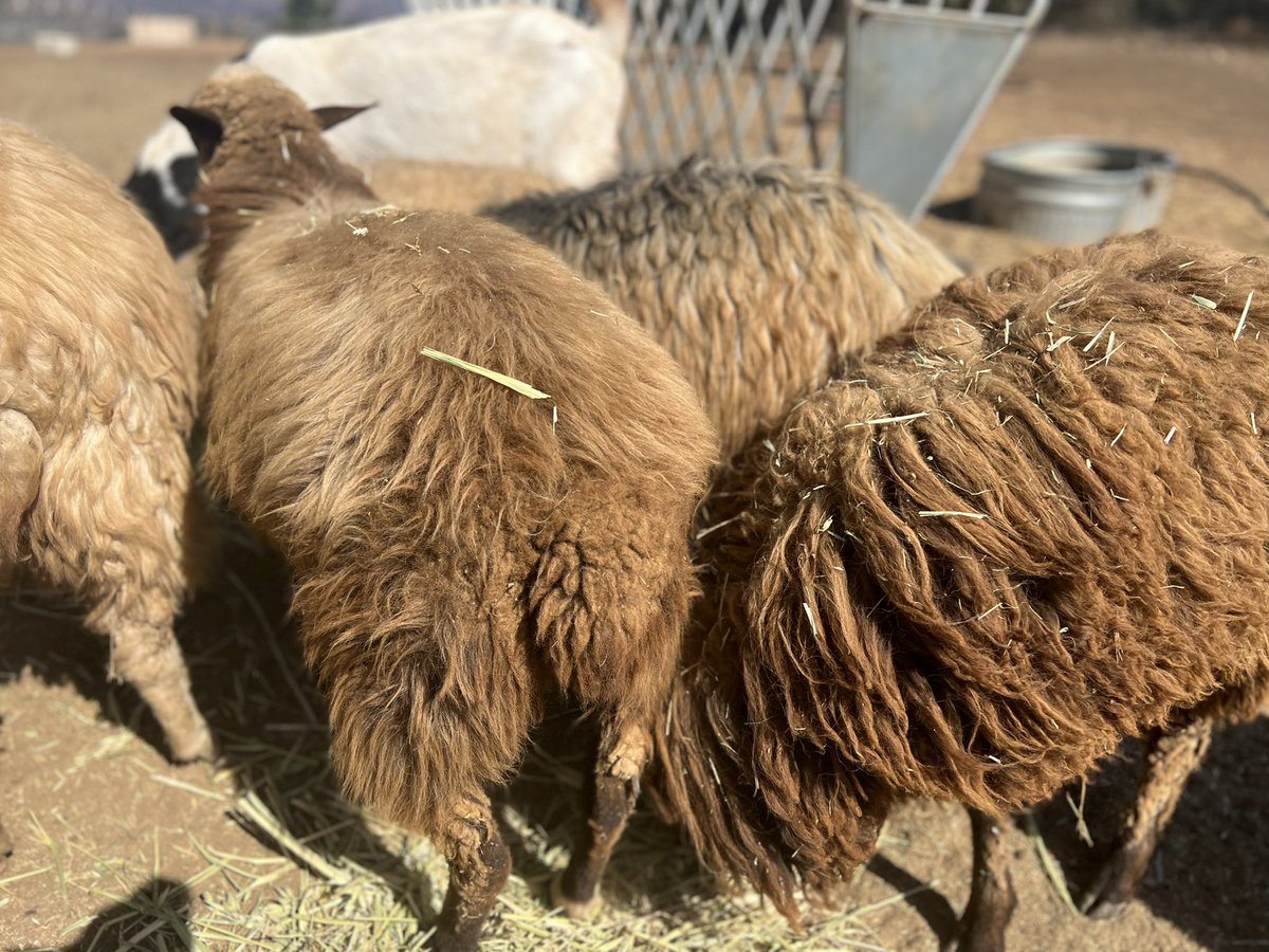 Cole Bush tweet media