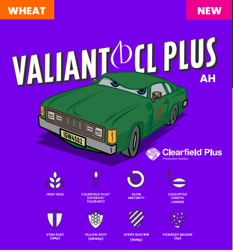 Edscokeller's tweet photo. @InterGrain1   Valiant CL Plus is a high yielding Clearfield Plus, slow season, AH spring wheat.  It has a later maturity than Cutlass providing a new varietal option to maximise early sowing opportunities.  For more information visit https://t.co/YLGJxMLH0o https://t.co/OK9OQL4xDX