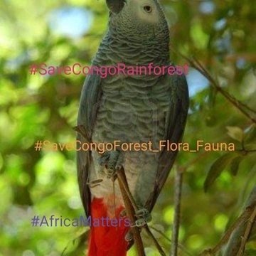 endelstamberg's tweet image. SaveCongoRainforest Day 965

#SaveCongoRainforest 
#SaveCongoForest_Flora_Fauna🌴🦍 #AfricaMatters #IndigenousLivesMatter 
@SaveCongoForest
@fff_digital

In Solidarity with @vanessa_vash and 
@Remy_Zahiga

@OwlBlk @_carbontiptoes
@jan_jammies