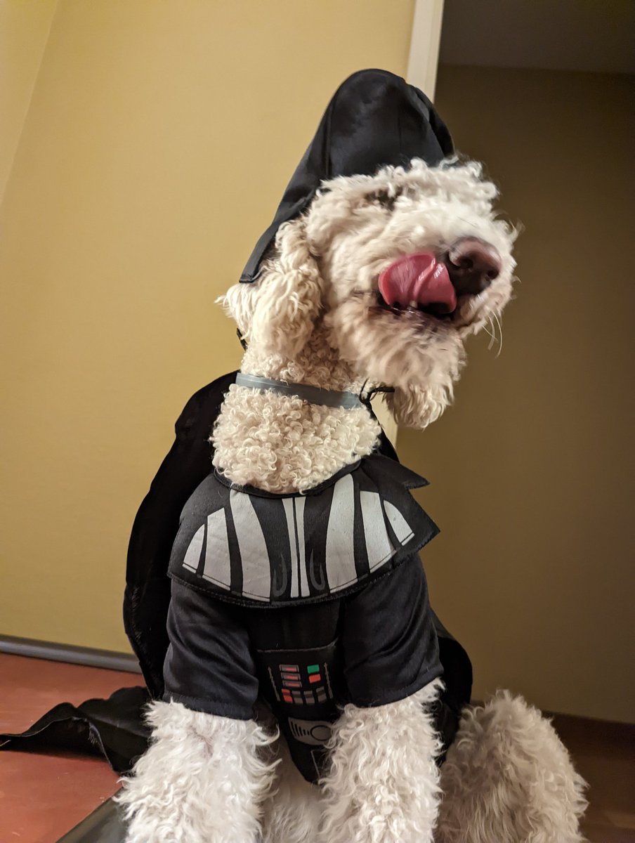 cdmacquarrie's tweet photo. Happy Halloween #MayTheBorksBeWithYou
#TheBarkSide https://t.co/fSm1YJ3Hge