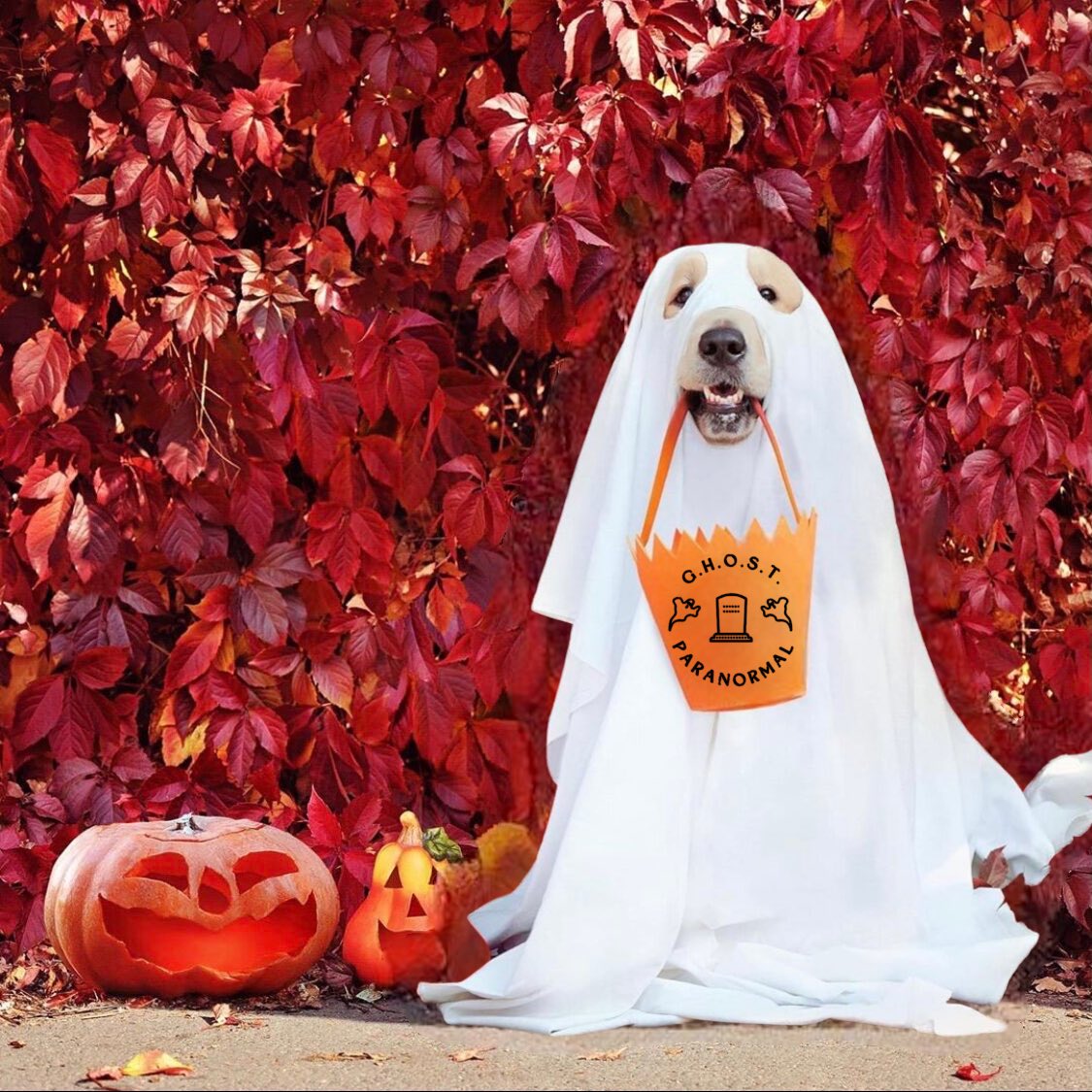 GhostColorado's tweet photo. Happy Halloween from all of us at G.H.O.S.T. Paranormal! 🎃👻🦇🧙🏻‍♀️🧛‍♂️#ghostofloveland #paranormal #paranormalteam #halloween #spookyseason #SpookySzn #HappyHalloween https://t.co/9oGN2gmItI