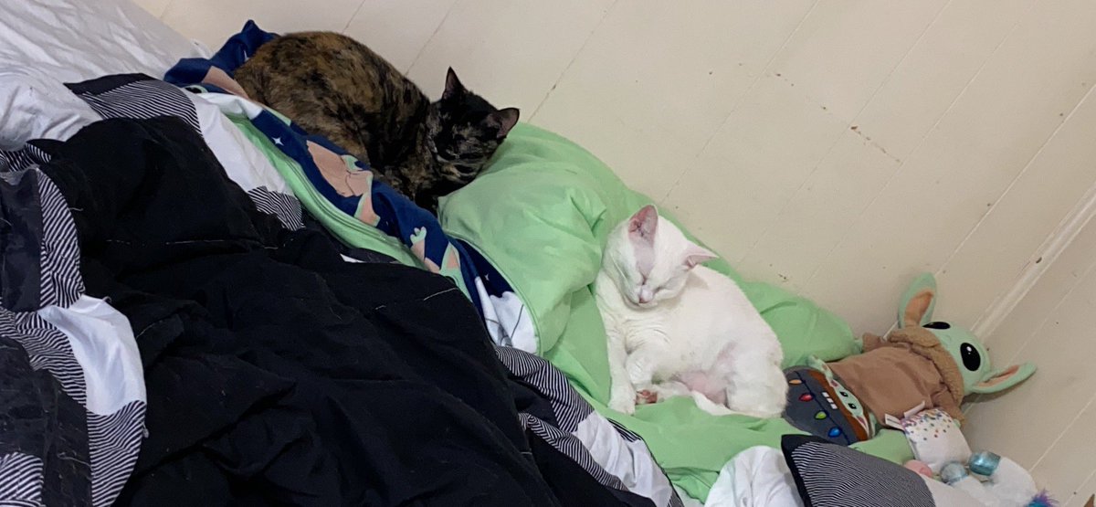 Blanca and Drusilla tweet media