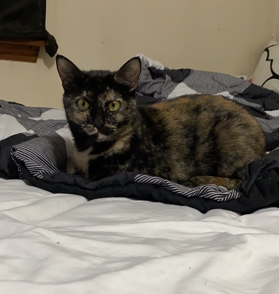 Blanca and Drusilla tweet media