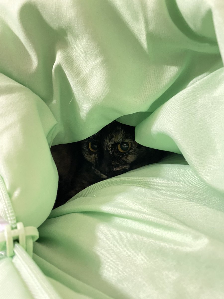 Blanca and Drusilla tweet media