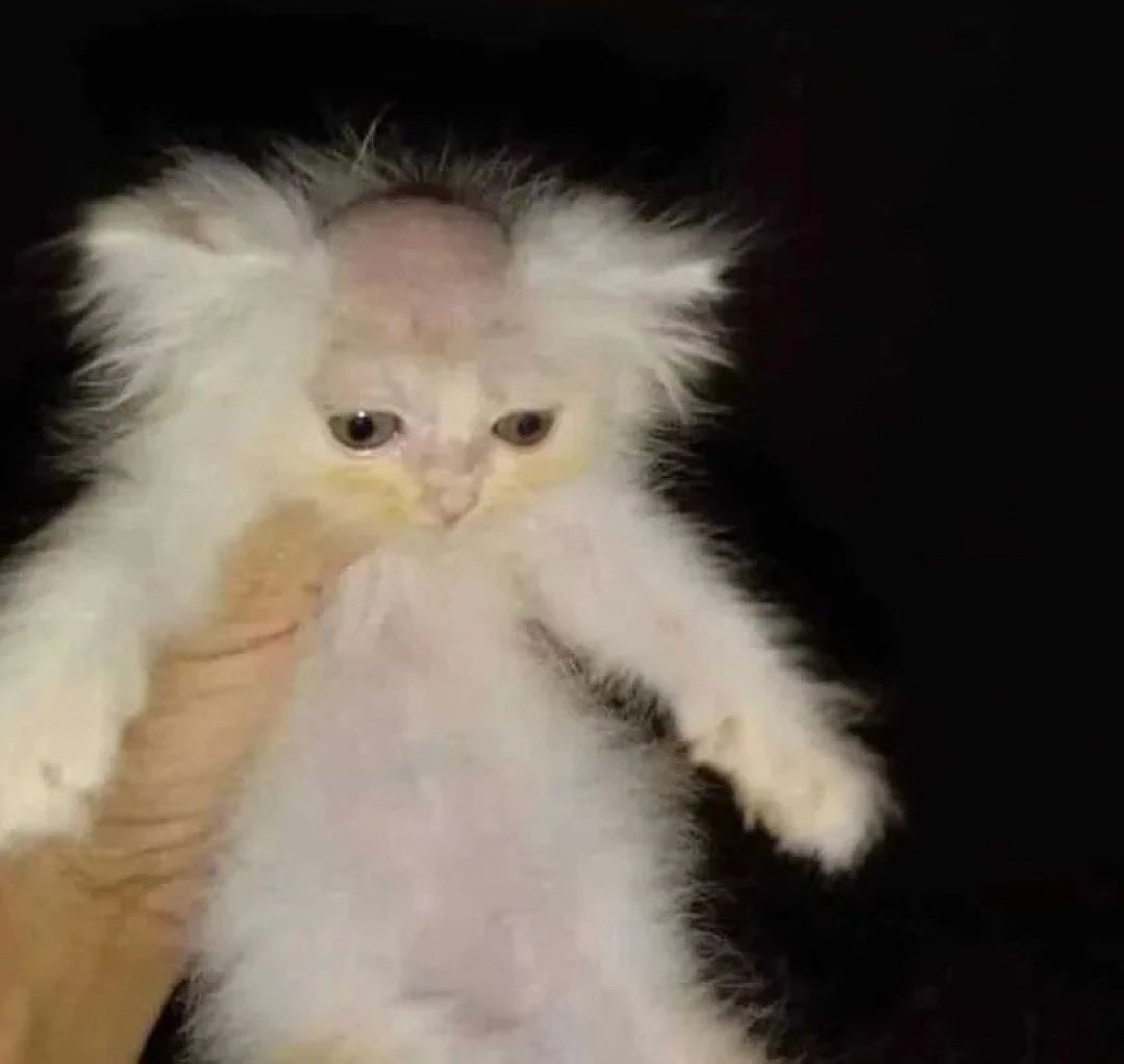 // good meowninf gay people guess who was woken up@to pick uo a stupid order