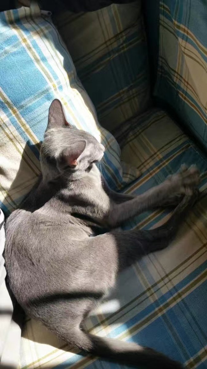 LingyaYan's tweet photo. 😽😽😻😻💘💘🦄🦄🪶🪶🥳🥳💝💝 https://t.co/bHKVvquWkE