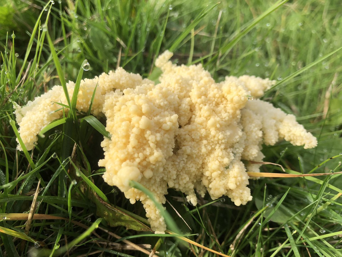 GingerGreenie's tweet photo. Dogs vomit slime mould ( Mucilago crustacea) especially abundant after a lot of rain.. technically not fungi but a slime mould , still beautiful https://t.co/yBHL3ekpuT