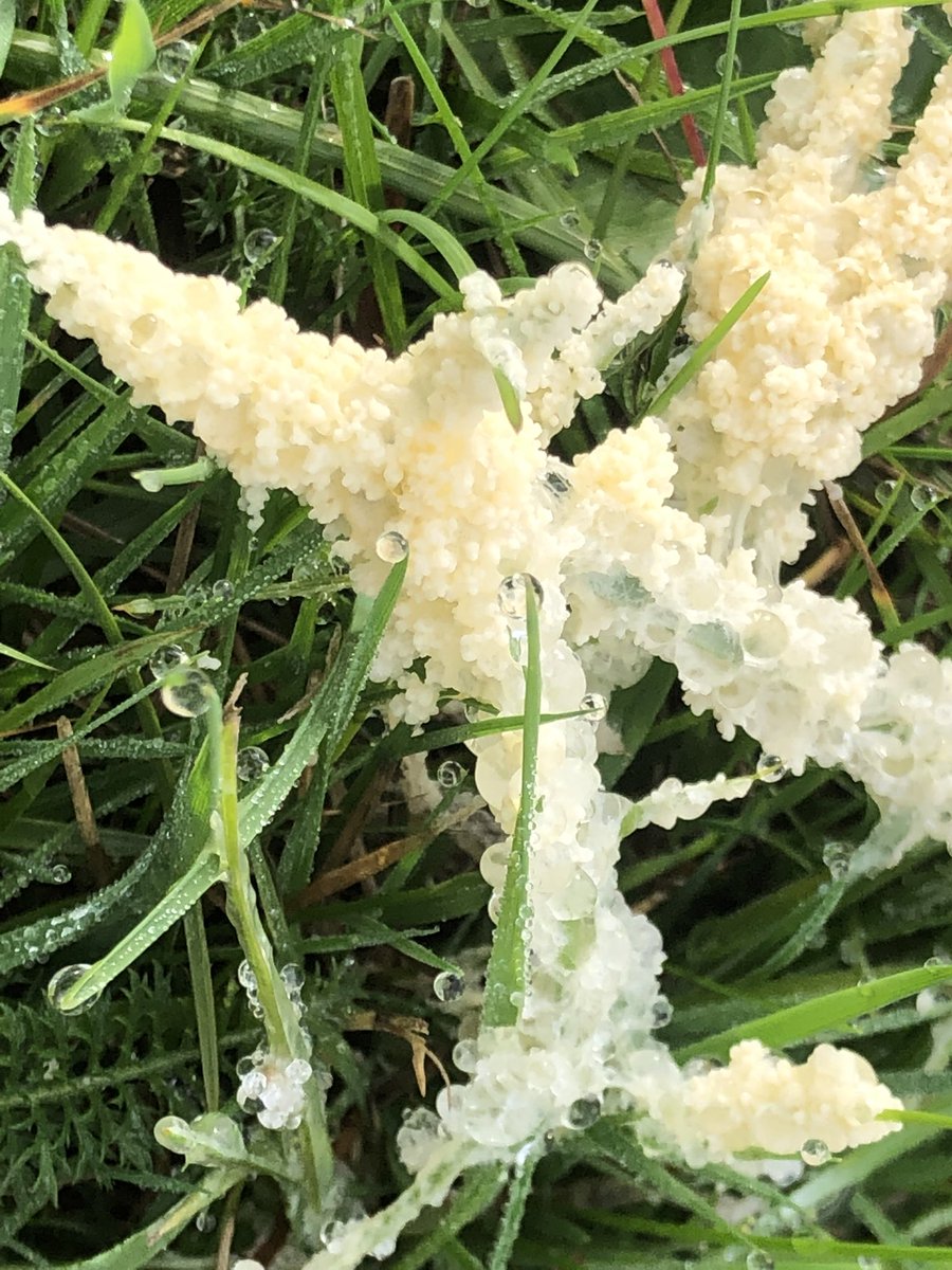 GingerGreenie's tweet photo. Dogs vomit slime mould ( Mucilago crustacea) especially abundant after a lot of rain.. technically not fungi but a slime mould , still beautiful https://t.co/yBHL3ekpuT