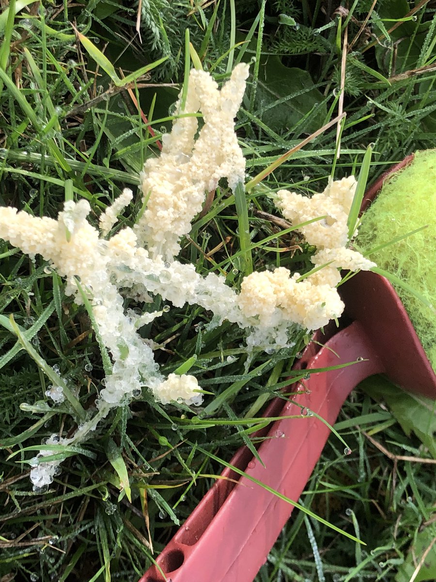GingerGreenie's tweet photo. Dogs vomit slime mould ( Mucilago crustacea) especially abundant after a lot of rain.. technically not fungi but a slime mould , still beautiful https://t.co/yBHL3ekpuT