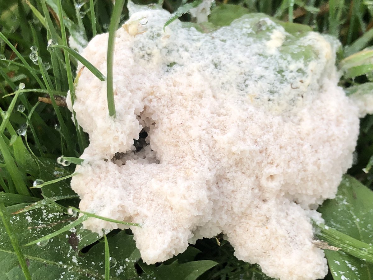 GingerGreenie's tweet photo. Dogs vomit slime mould ( Mucilago crustacea) especially abundant after a lot of rain.. technically not fungi but a slime mould , still beautiful https://t.co/yBHL3ekpuT