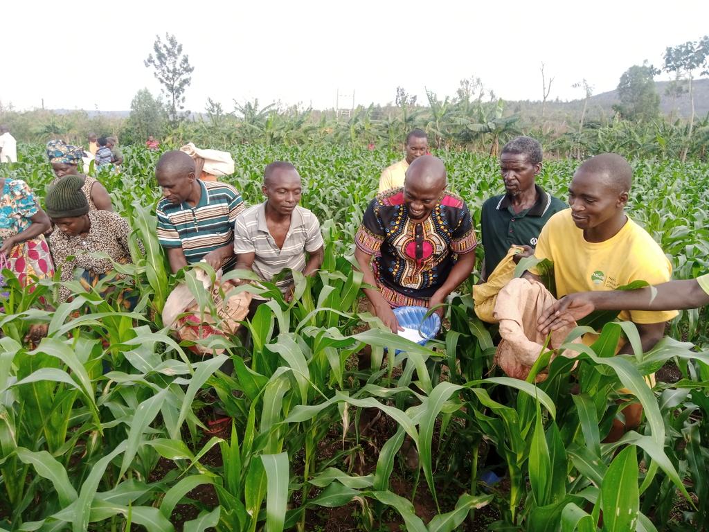 MajyambereJdieu's tweet photo. Urea Application with local leaders #NAICO @nashodistrict , thank you @RwandaAgri @KireheDistrict @RwandaAgriBoard https://t.co/dUz7jM72zs